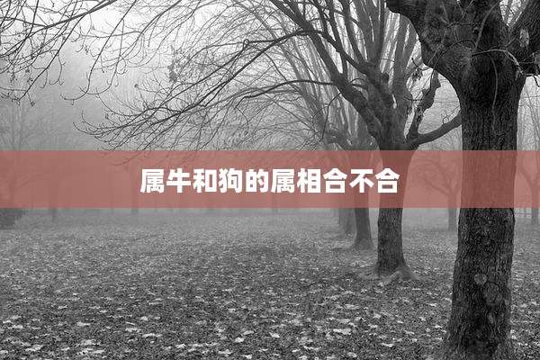 属牛和狗的属相合不合