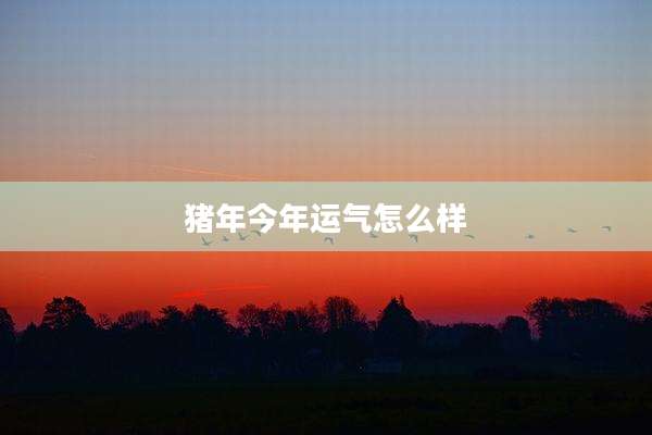 猪年今年运气怎么样