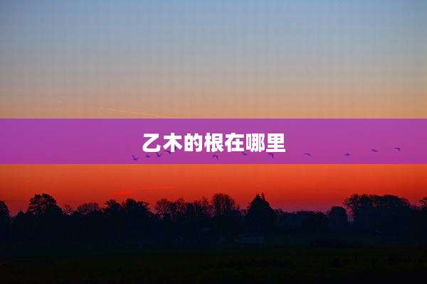 乙木的根在哪里