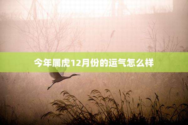 今年属虎12月份的运气怎么样