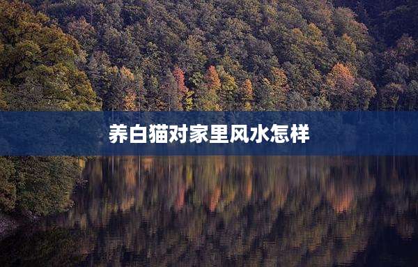 养白猫对家里风水怎样