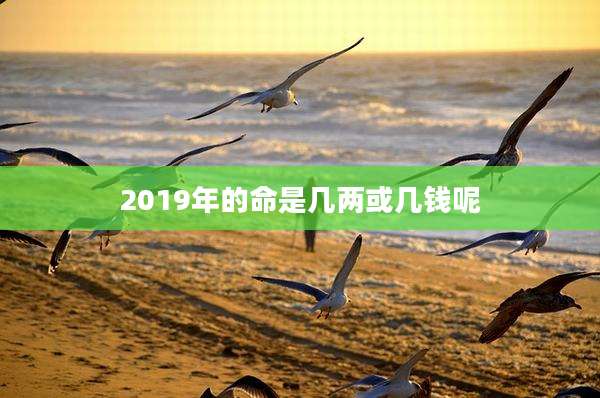 2019年的命是几两或几钱呢
