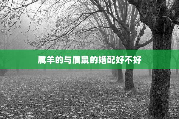 属羊的与属鼠的婚配好不好