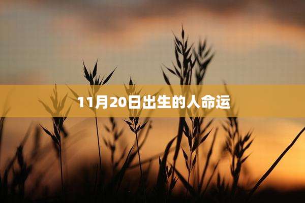 11月20日出生的人命运