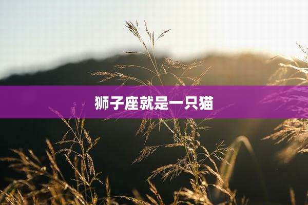 狮子座就是一只猫
