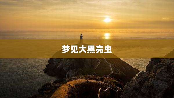 梦见大黑壳虫