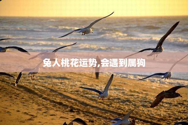 兔人桃花运势,会遇到属狗