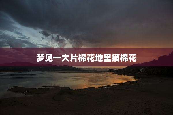 梦见一大片棉花地里摘棉花