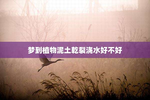 梦到植物泥土乾裂浇水好不好