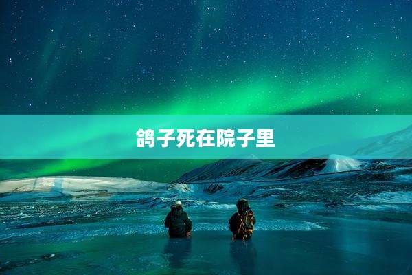 鸽子死在院子里