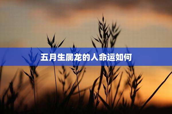 五月生属龙的人命运如何