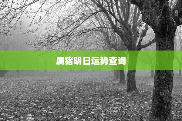属猪明日运势查询