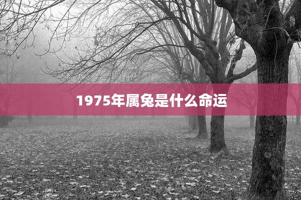 1975年属兔是什么命运