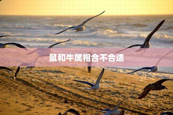 鼠和牛属相合不合适