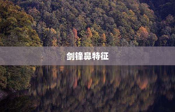 剑锋鼻特征