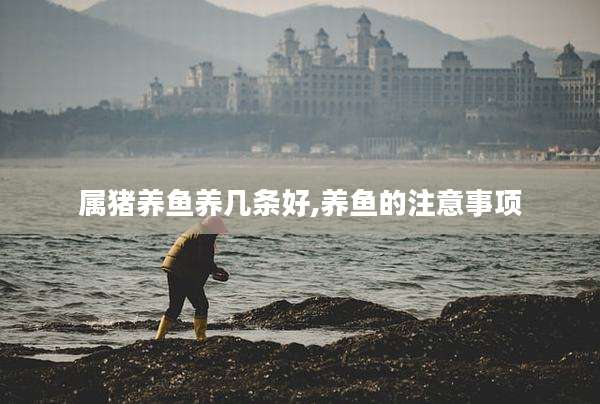 属猪养鱼养几条好,养鱼的注意事项