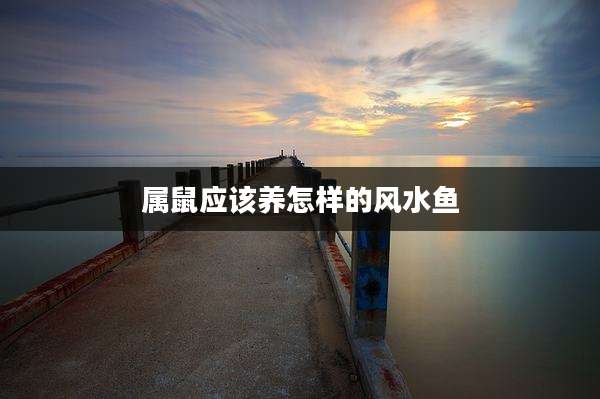 属鼠应该养怎样的风水鱼