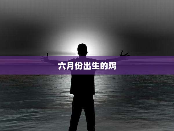 六月份出生的鸡