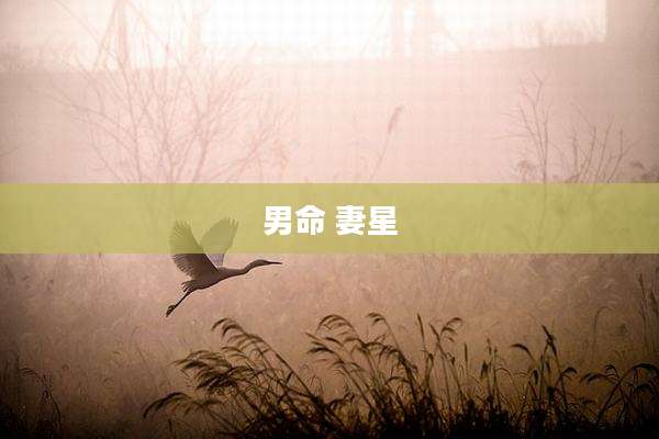 男命 妻星