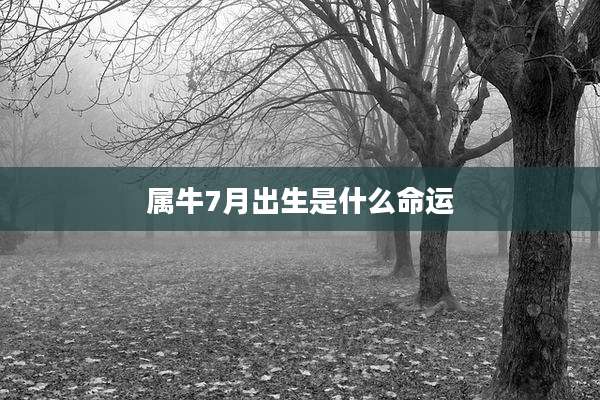 属牛7月出生是什么命运