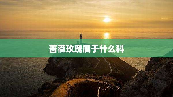 蔷薇玫瑰属于什么科