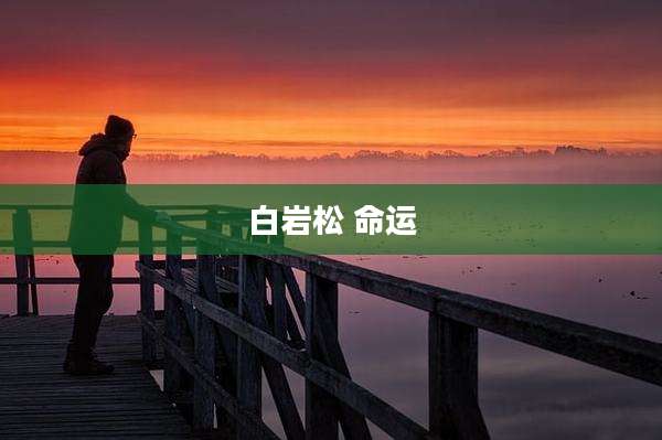 白岩松 命运