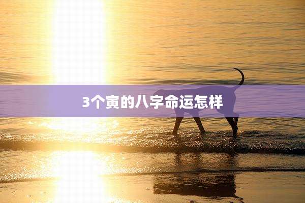 3个寅的八字命运怎样