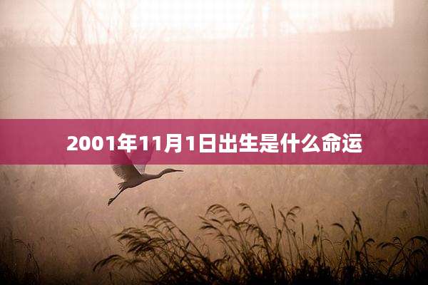 2001年11月1日出生是什么命运
