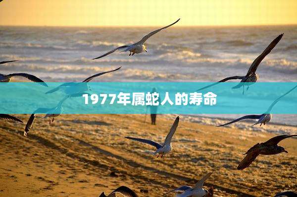 1977年属蛇人的寿命