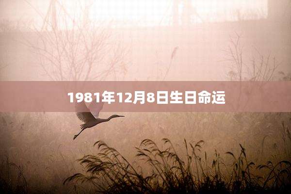 1981年12月8日生日命运