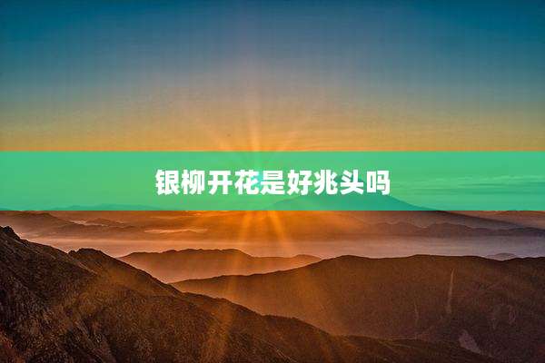 银柳开花是好兆头吗