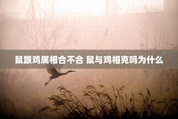 鼠跟鸡属相合不合 鼠与鸡相克吗为什么