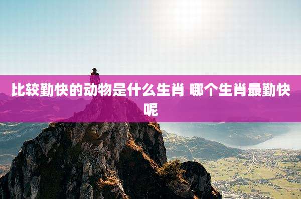 比较勤快的动物是什么生肖 哪个生肖最勤快呢