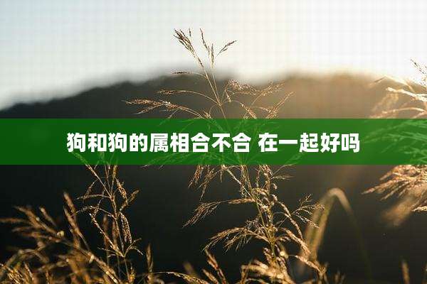 狗和狗的属相合不合 在一起好吗