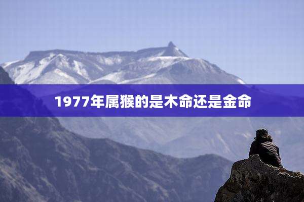 1977年属猴的是木命还是金命