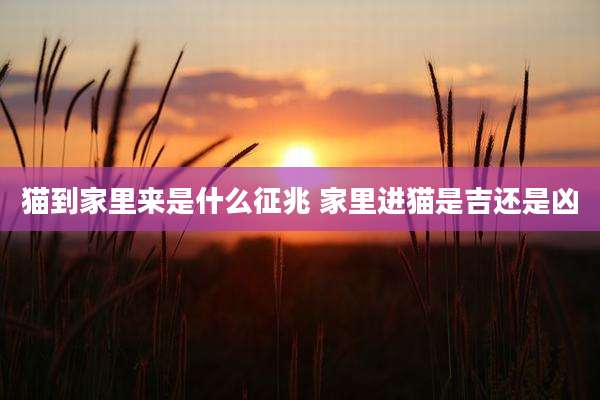 猫到家里来是什么征兆 家里进猫是吉还是凶