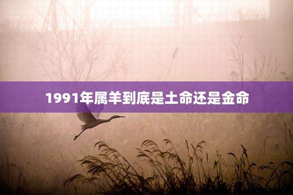 1991年属羊到底是土命还是金命