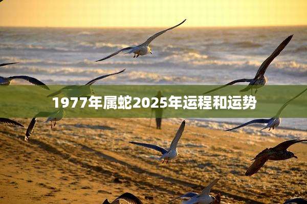 1977年属蛇2025年运程和运势