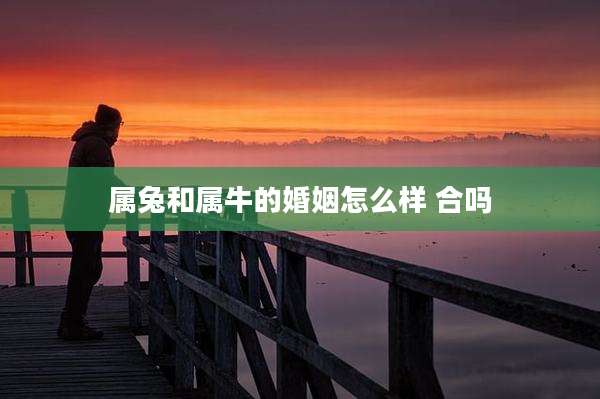 属兔和属牛的婚姻怎么样 合吗