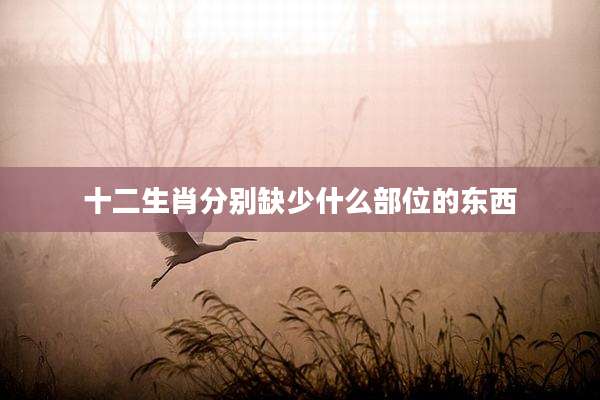 十二生肖分别缺少什么部位的东西