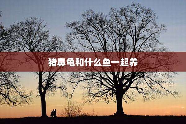 猪鼻龟和什么鱼一起养