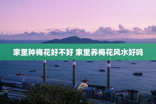 家里种梅花好不好 家里养梅花风水好吗