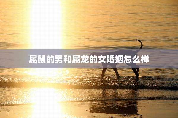 属鼠的男和属龙的女婚姻怎么样