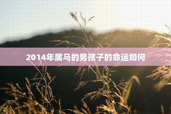 2014年属马的男孩子的命运如何