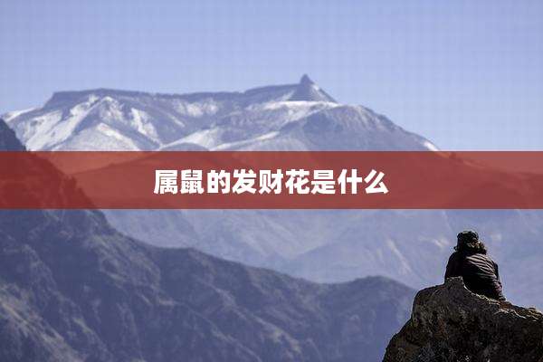 属鼠的发财花是什么