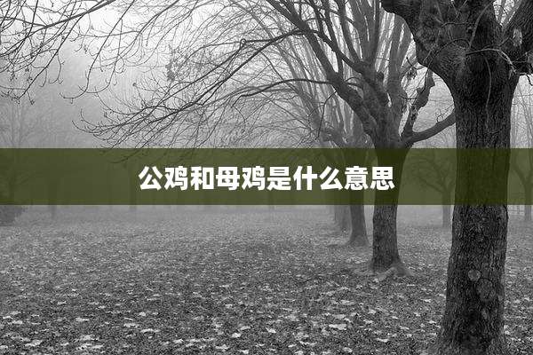 公鸡和母鸡是什么意思