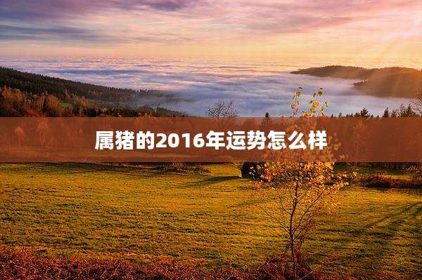 属猪的2016年运势怎么样