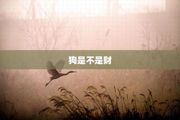 狗是不是财