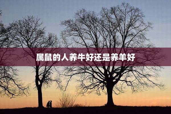 属鼠的人养牛好还是养羊好