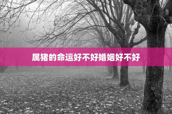 属猪的命运好不好婚姻好不好